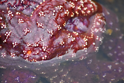 Picture of ALASKA-KETCHIKAN-SEA STAR (PISASTER ORCHRACEUS)