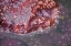 Picture of ALASKA-KETCHIKAN-SEA STAR (PISASTER ORCHRACEUS)