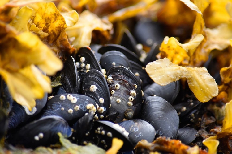 Picture of ALASKA-KETCHIKAN-MUSSELS ON BEACH WITH BARNACLES
