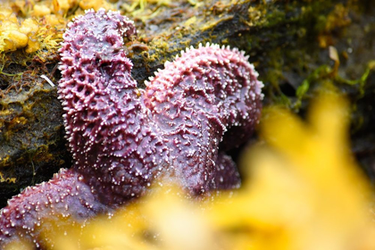 Picture of ALASKA-KETCHIKAN-SEA STAR (PISASTER ORCHRACEUS)