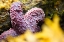 Picture of ALASKA-KETCHIKAN-SEA STAR (PISASTER ORCHRACEUS)