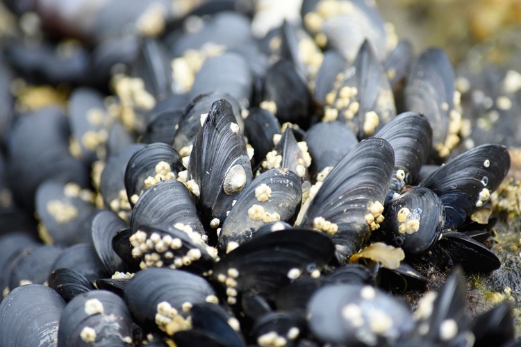Picture of ALASKA-KETCHIKAN-MUSSELS ON BEACH WITH BARNACLES