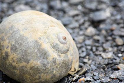 Picture of ALASKA-KETCHIKAN-MOON SNAIL SHELL ON BEACH