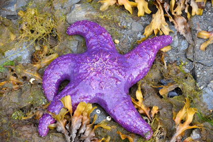 Picture of ALASKA-KETCHIKAN-SEA STAR (PISASTER ORCHRACEUS)