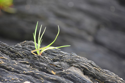 Picture of ALASKA-KETCHIKAN-GOOSE TONGUE (PLANTAGO MARITIMA) GROWING IN SHALE ROCK