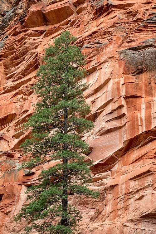 Picture of ARIZONA-OAK CREEK CANYON-COCONINO NATIONAL FOREST-EVERGREEN TREE AND CANYON WALL