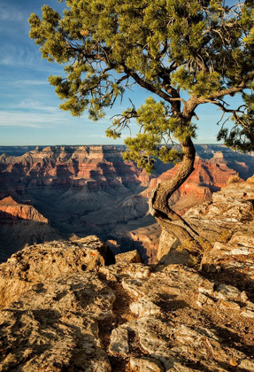Picture of ARIZONA-GRAND CANYON NATIONAL PARK-PINYON PINE GROWS CLIFFSIDE AT HOPI POINT