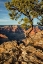 Picture of ARIZONA-GRAND CANYON NATIONAL PARK-PINYON PINE GROWS CLIFFSIDE AT HOPI POINT