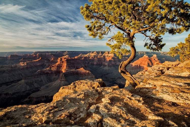 Picture of ARIZONA-GRAND CANYON NATIONAL PARK-PINYON PINE GROWS CLIFFSIDE AT HOPI POINT