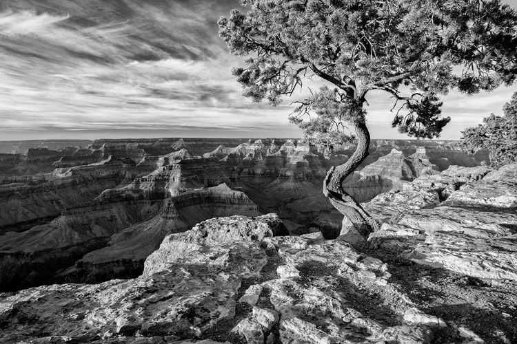 Picture of ARIZONA-GRAND CANYON NATIONAL PARK-PINYON PINE GROWS CLIFFSIDE AT HOPI POINT