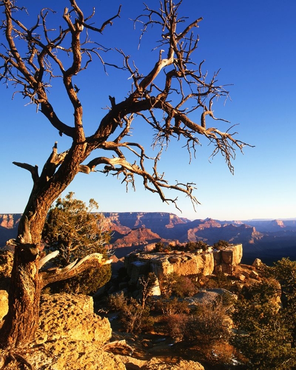 Picture of ARIZONA-GRAND CANYON NATIONAL PARK SOUTH RIM OF CANYON 