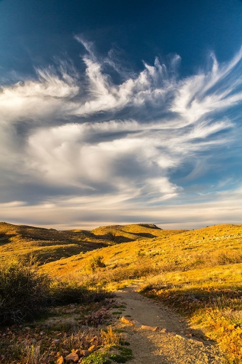 Picture of ARIZONA-GLOBE DESERT LANDSCAPE IN ROUND MOUNTAIN PARK