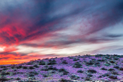 Picture of ARIZONA-GLOBE-ROUND MOUNTAIN PARK-SUNSET ON DESERT SUPER BLOOM