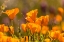 Picture of ARIZONA-PERIDOT MESA CALIFORNIA POPPIES IN BLOOM