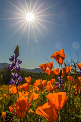 Picture of ARIZONA-PERIDOT MESA CALIFORNIA POPPIES AND LUPINE IN BLOOM