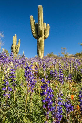 Picture of ARIZONA-PERIDOT MESA SAGUARO CACTUS AND LUPINE FLOWERS