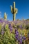 Picture of ARIZONA-PERIDOT MESA SAGUARO CACTUS AND LUPINE FLOWERS