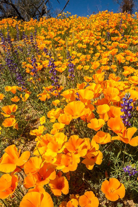 Picture of ARIZONA-PERIDOT MESA CALIFORNIA POPPIES IN BLOOM