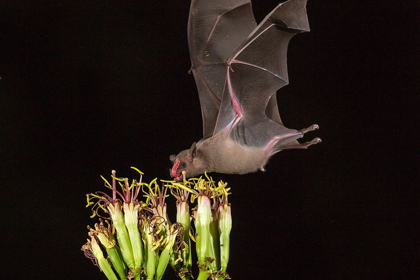 Picture of ARIZONA-SANTA CRUZ COUNTY BAT FEEDS ON YUCCA NECTAR 