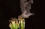 Picture of ARIZONA-SANTA CRUZ COUNTY BAT FEEDS ON YUCCA NECTAR 
