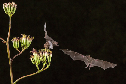 Picture of ARIZONA-SANTA CRUZ COUNTY BATS FEED ON YUCCA NECTAR 