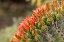 Picture of ARIZONA-SANTA CRUZ COUNTY BARREL CACTUS BLOSSOMS CLOSE-UP 