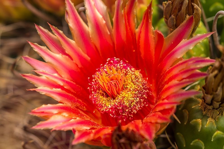 Picture of ARIZONA-SANTA CRUZ COUNTY BARREL CACTUS BLOSSOM AND CLOSE-UP 