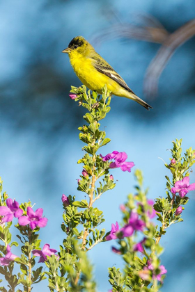 Picture of ARIZONA-SANTA CRUZ COUNTY LESSER GOLDFINCH ON FLOWER 