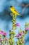 Picture of ARIZONA-SANTA CRUZ COUNTY LESSER GOLDFINCH ON FLOWER 