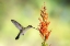 Picture of ARIZONA-SANTA CRUZ COUNTY BROAD-BILLED HUMMINGBIRD FEEDING ON OCOTILLO BLOSSOMS 