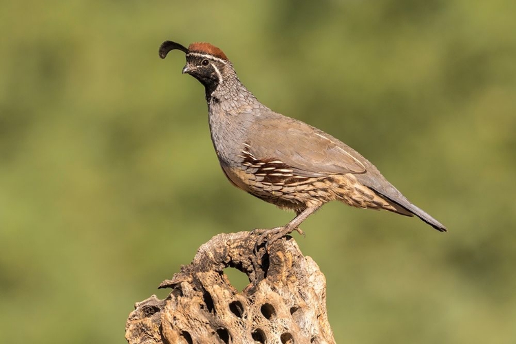 Picture of ARIZONA-SANTA CRUZ COUNTY MALE GAMBELS QUAIL ON CACTUS SKELETON 