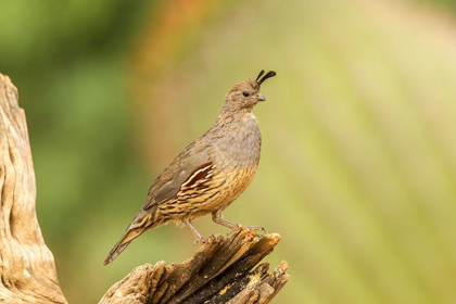 Picture of ARIZONA-SANTA CRUZ COUNTY GAMBELS QUAIL FEMALE ON STUMP 