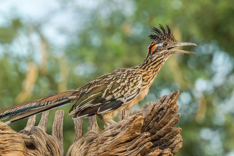 Picture of ARIZONA-SANTA CRUZ COUNTY ROADRUNNER ON STUMP 