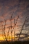 Picture of ARIZONA-SANTA CRUZ COUNTY SILHOUETTE OF OCOTILLO CACTUS AT SUNSET 