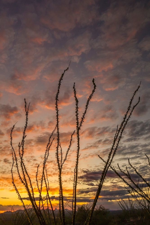 Picture of ARIZONA-SANTA CRUZ COUNTY SILHOUETTE OF OCOTILLO CACTUS AT SUNSET 