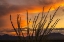 Picture of ARIZONA-SANTA CRUZ COUNTY SANTA RITA MOUNTAINS AND OCOTILLO CACTUS AT SUNSET 