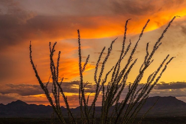 Picture of ARIZONA-SANTA CRUZ COUNTY SANTA RITA MOUNTAINS AND OCOTILLO CACTUS AT SUNSET 