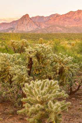 Picture of ARIZONA-SANTA CRUZ COUNTY SANTA RITA MOUNTAINS AND CHOLLA CACTUS AT SUNSET 