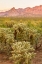 Picture of ARIZONA-SANTA CRUZ COUNTY SANTA RITA MOUNTAINS AND CHOLLA CACTUS AT SUNSET 