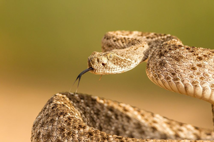 Picture of ARIZONA-SANTA CRUZ COUNTY CLOSE-UP OF COILED WESTERN DIAMONDBACK RATTLESNAKE 