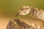 Picture of ARIZONA-SANTA CRUZ COUNTY CLOSE-UP OF COILED WESTERN DIAMONDBACK RATTLESNAKE 