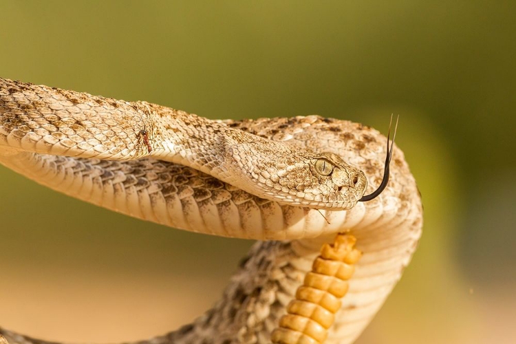 Picture of ARIZONA-SANTA CRUZ COUNTY CLOSE-UP OF COILED WESTERN DIAMONDBACK RATTLESNAKE 