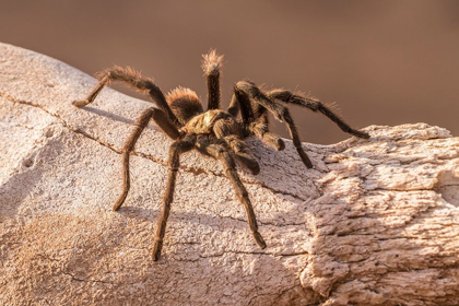 Picture of ARIZONA-SANTA CRUZ COUNTY CLOSE-UP OF TARANTULA 