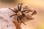Picture of ARIZONA-SANTA CRUZ COUNTY CLOSE-UP OF TARANTULA 
