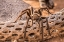 Picture of ARIZONA-SANTA CRUZ COUNTY CLOSE-UP OF TARANTULA 