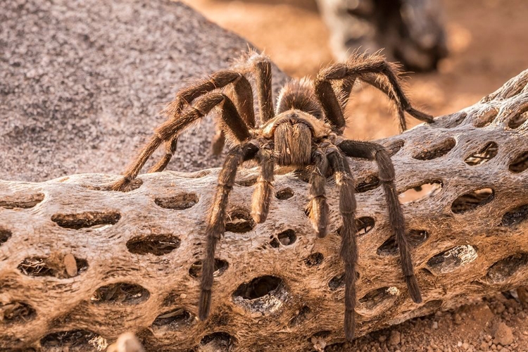 Picture of ARIZONA-SANTA CRUZ COUNTY CLOSE-UP OF TARANTULA 