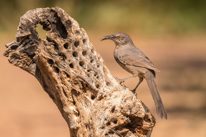 Picture of ARIZONA-SANTA CRUZ COUNTY CURVE-BILLED THRASHER FEEDING 