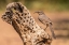 Picture of ARIZONA-SANTA CRUZ COUNTY CURVE-BILLED THRASHER FEEDING 