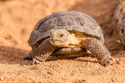 Picture of ARIZONA-SANTA CRUZ COUNTY YOUNG DESERT TORTOISE CAPTIVE 