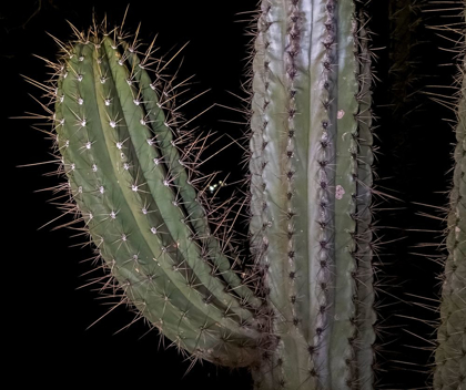 Picture of ARIZONA-PHOENIX ILLUMINATED SAGUARO CACTUS AT NIGHT 